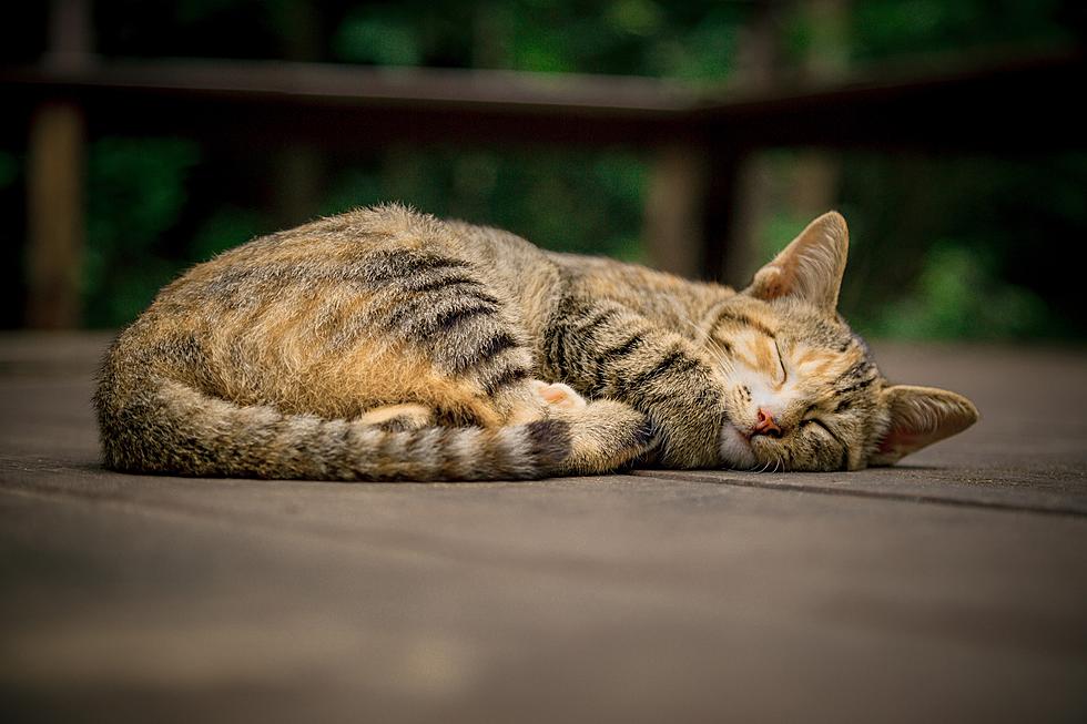 7 Ways to Keep Your Cats Cool When It&#8217;s Hot Outside