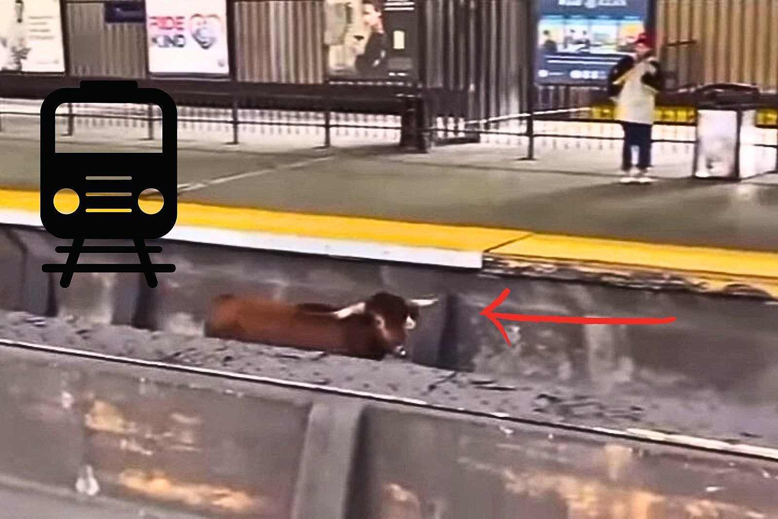 Bull Loose On NJ Train Tracks