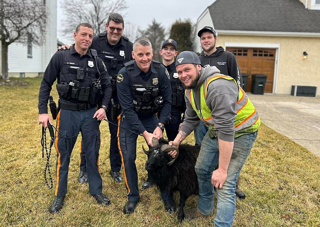 Police Capture Ram in Mount Laurel, NJ