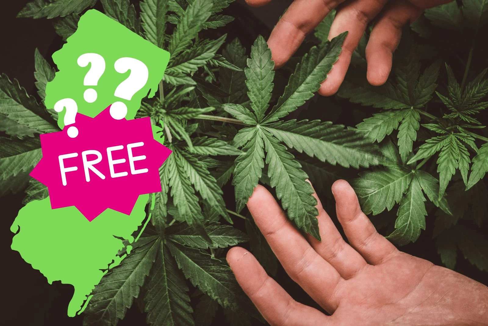 Free Marijuana in NJ