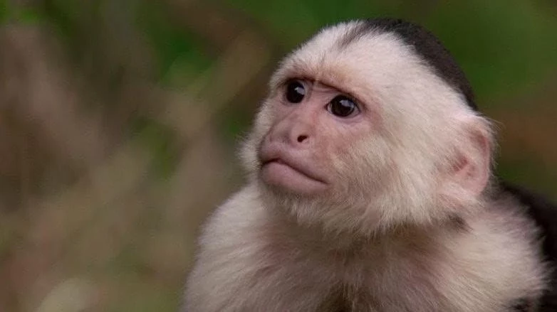 'Outbreak' Movie Monkey