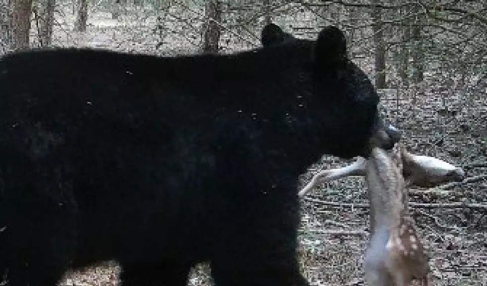South Jersey Bear Apparently Killed a Baby Deer in Cedarville (PHOTO)