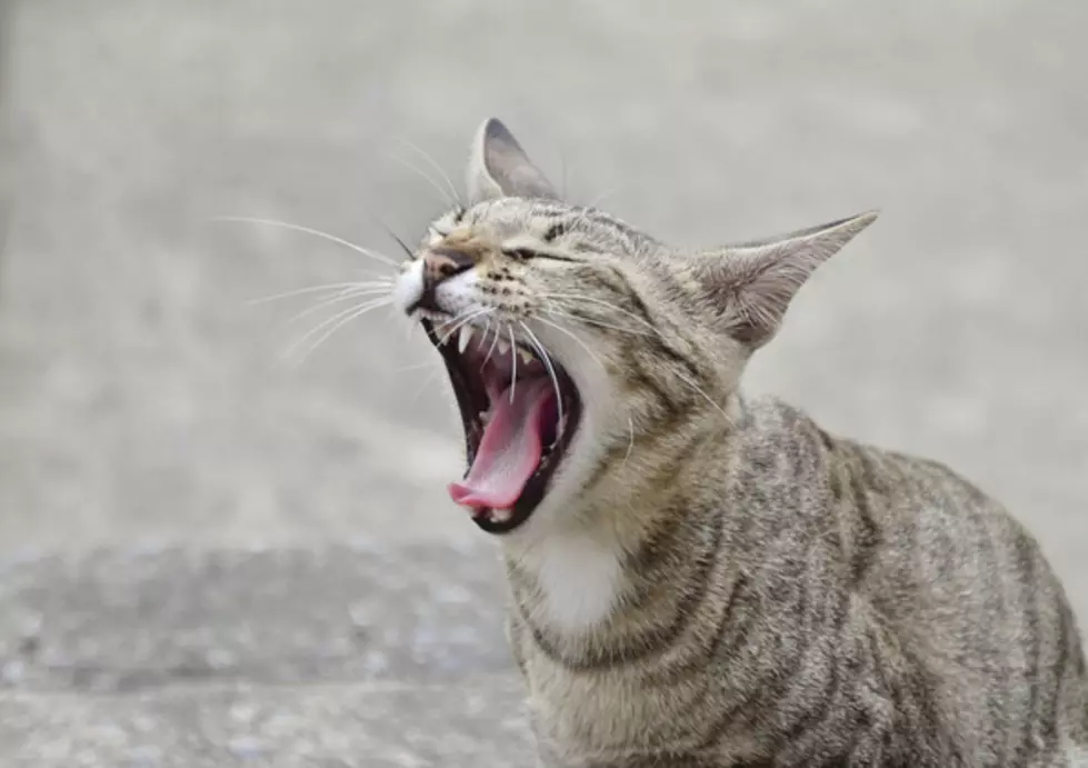 Attention Residents, Stay Away from Wild Animals